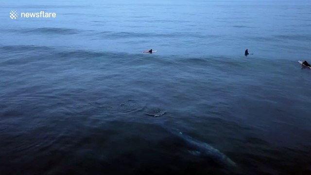 Young whale swims metres from surfers