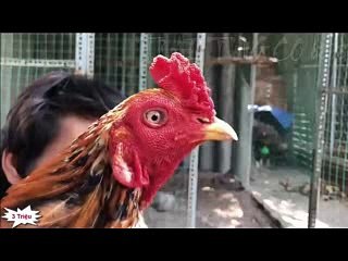 Bổn gà không thua kém mít trà cú nhưng bán rẻ bèo cho ae chơi