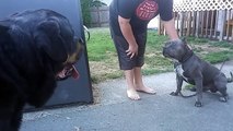 PIT BULL VS ROTTWEILER!!! HUGE CHAINED BULLY GETS NOSE TO NOSE WITH ROTTWEILER