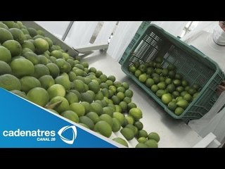 Precio del limón puede estabilizarse a mediados de Abril