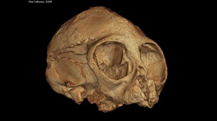 Dans le crâne d'un singe de 13 millions d'années