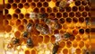 Hitzewelle belastet Italiens Bienenvölker