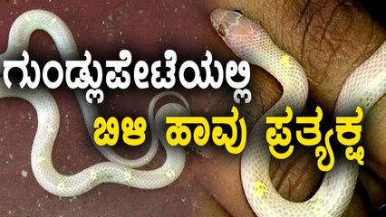 A rare species white snake found in gundlupet taluk