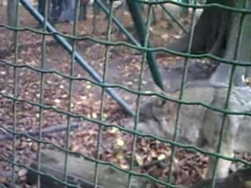 loup ds le parc animalier