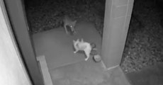 Cat Fighting Coyote Caught On Surveillance Camera