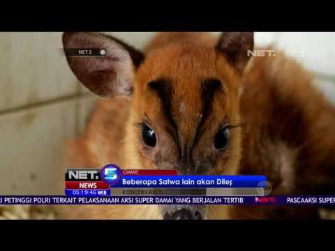 BKSDA Jawa Barat Mengamankan Seekor Kijang Yang Dipelihara Warga Kuningan - NET 5