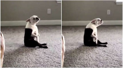 Dog Dances To Rap Music