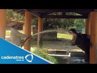 Zoológico de Zacango aplica vacunas a varias especias como protección