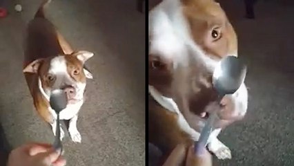 Hyper Pooch Freaks Out Over Ordinary Spoon