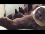 Oakland Zoo's Black Bear Cubs Nurse From Mama Bear