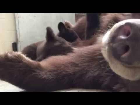 Oakland Zoo's Black Bear Cubs Nurse From Mama Bear