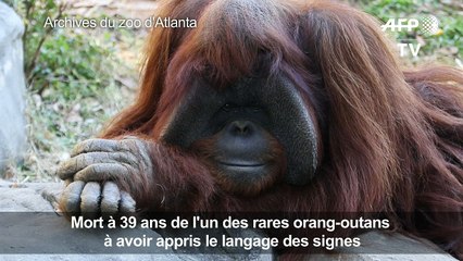 Mort d'un orang-outan qui maîtrisait la langue des signes