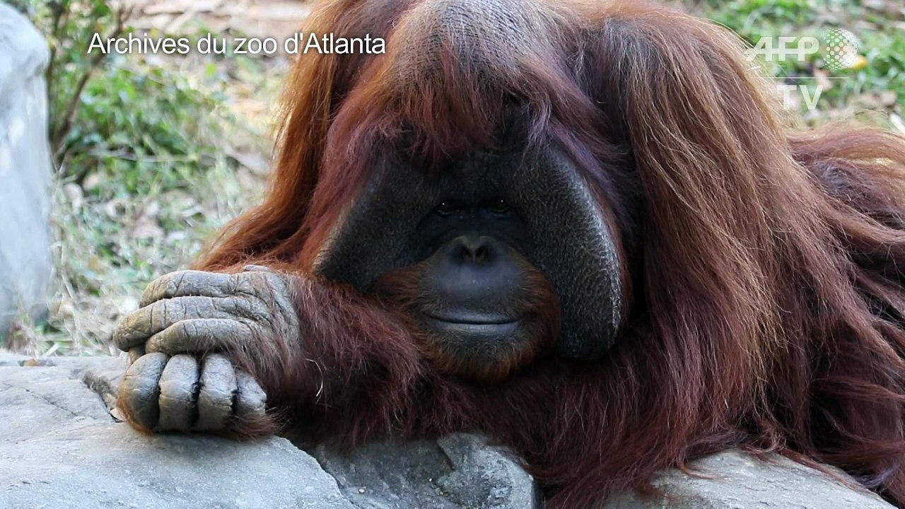 Mort d'un orang-outan qui maîtrisait la langue des signes