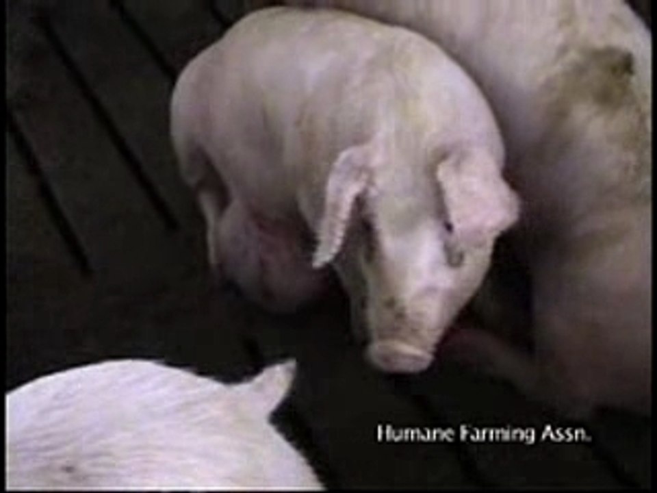 human farming association - animaux ferme