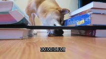 How Smart is a Shiba Inu Dog? Intelligence test!