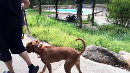 Before and After - Cat Aggression - Southie