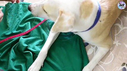 Convert An Old Tshirt Into A Cute Peplum Top in 5 Minutes