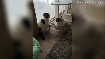 Pets exchange gentle blows in adorable slo-mo catfight