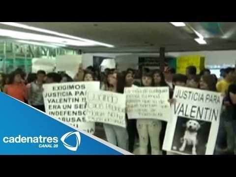 Potosinos exigen justicia para perro maltrato por vigilantes de seguridad