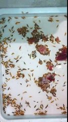 Brighton Beach 'Critters' Swarm For Meat After Feasting on Teen's Leg