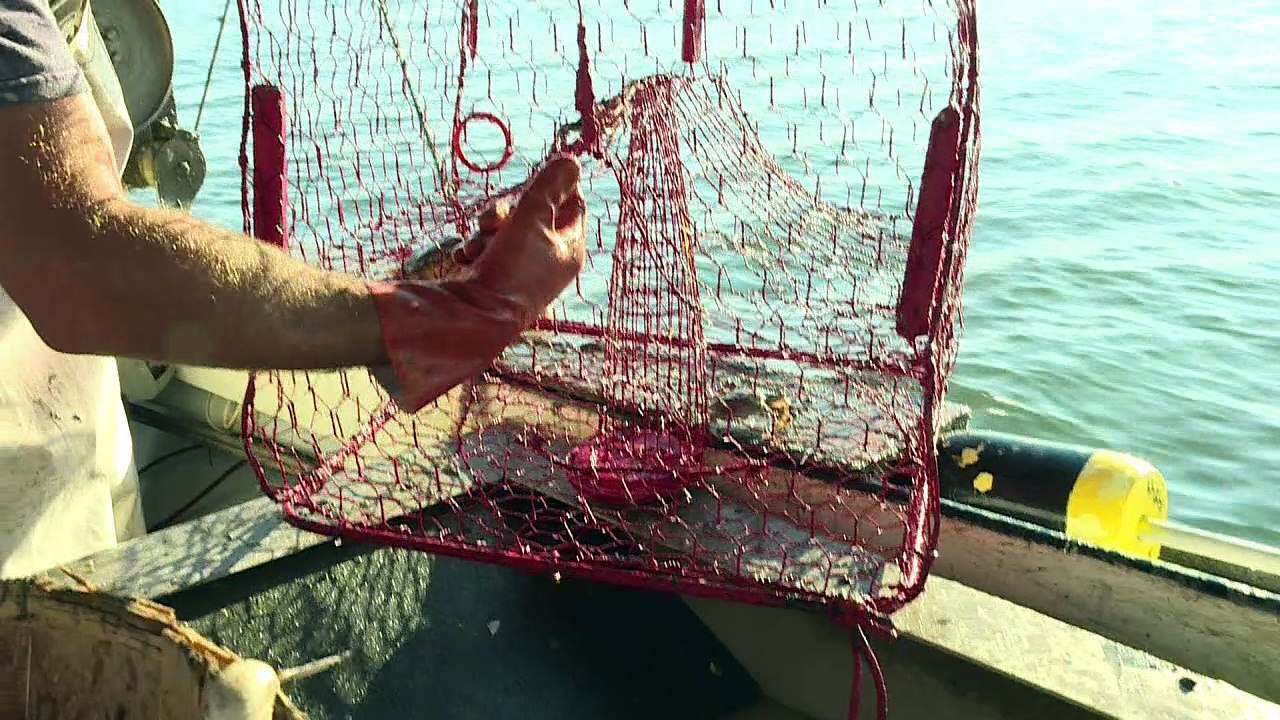 Marylands traditionelle krabbenfischer