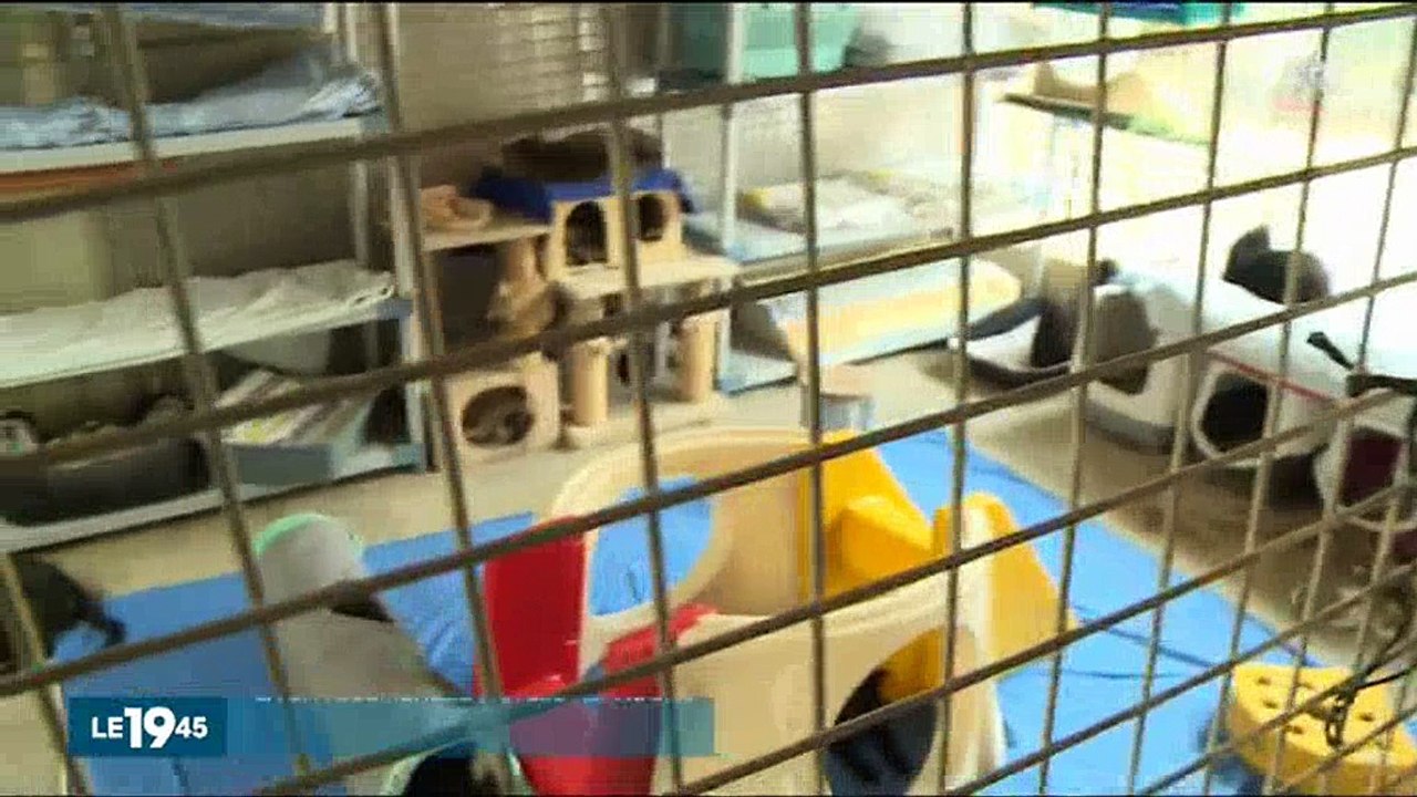 Coup de gueule du responsable d'une SPA après d...