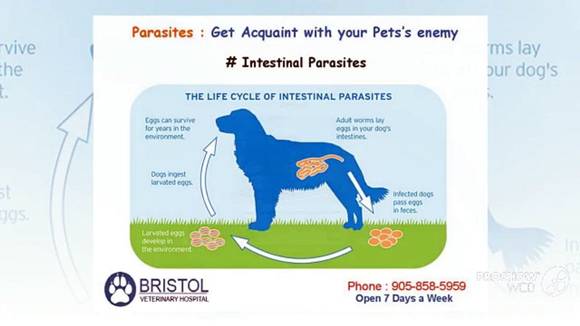 ⁣Mississauga Animal Hospital – Bristol Veterinary Hospital