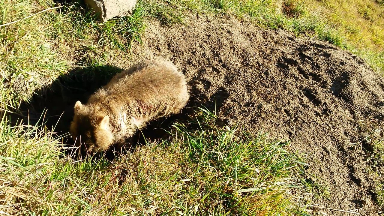 Le wombat