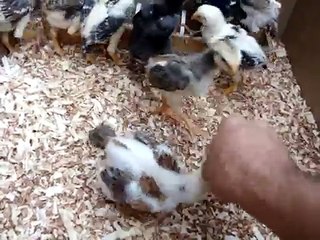 Shamo aseel chicks fighter chicks...