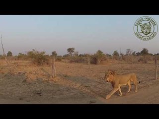 Territorial Dispute Between Lion Prides in Zambia