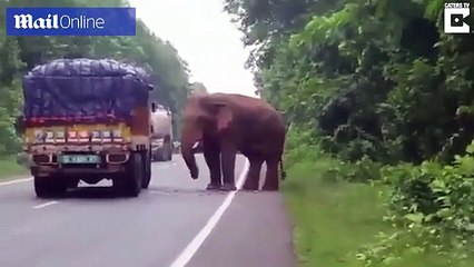 When This Adorable Elephant Saw A Potato Truck Go By, It Knew Exactly What To Do