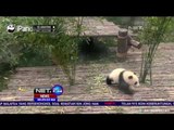 Aksi Lucu Anak Panda Jahili Petugas - NET24