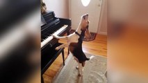Ce chien adore jouer du piano !