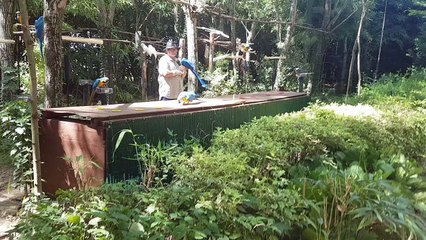 Bren : les perroquets font le show cet été