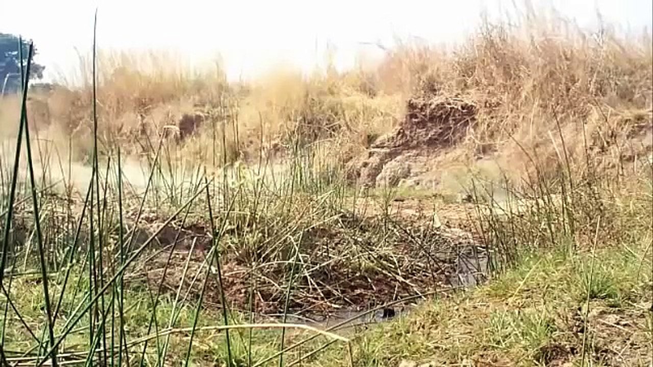 Best Ever Big Cats & feral Cats Hunting Video M...