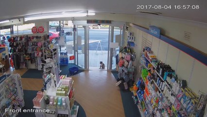 Un koala entre dans une pharmacie et se promène avec les clients