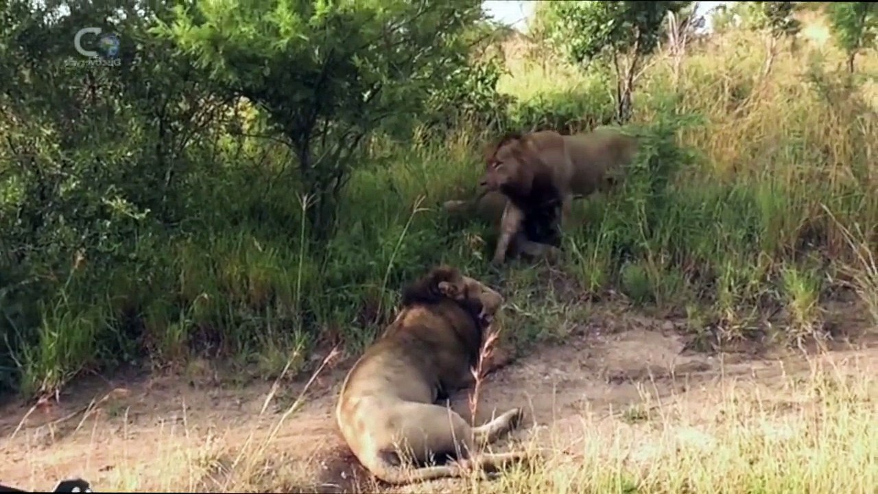 Mr T. Mauled To Death By FOUR Lions!