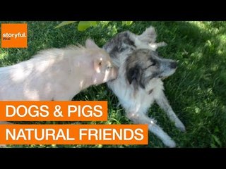 Dogs and Pigs: Natural Best Friends