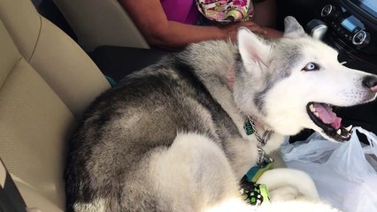 Un Husky refuse de se déplacer vers le siège arrière !