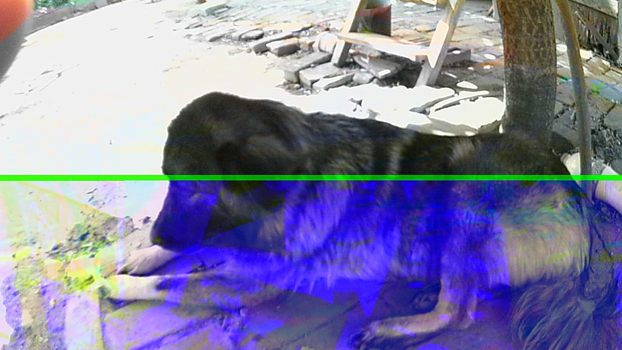 Anzeige Sárhegyi kutya,Sarplaninai juhászkutya , bemutatása,prewiev