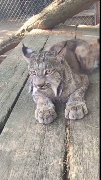 Un lynx mignon fait des miaulements comme un chat !
