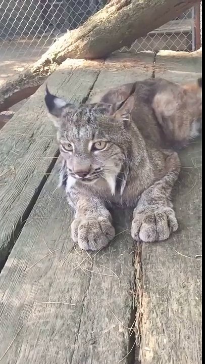Un lynx mignon fait des miaulements comme un chat !