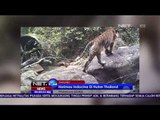 Harimau Indocina Ditemukan di Hutan Thailand Lewat Kamera Pengawas - NET24