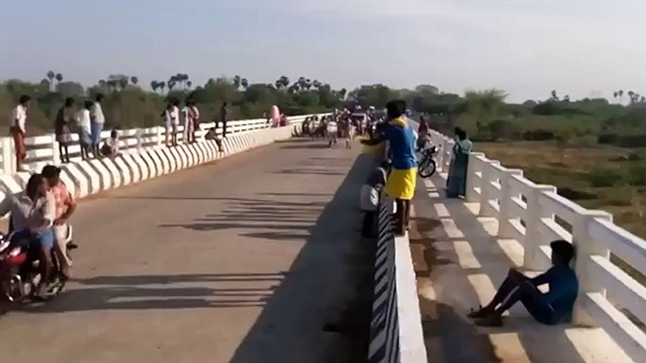 Indian Bullock Cart Race
