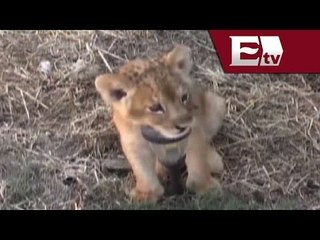 Encuentran cachorro de león africano en San Luis Potosí / Titulares Vianey Esquinca