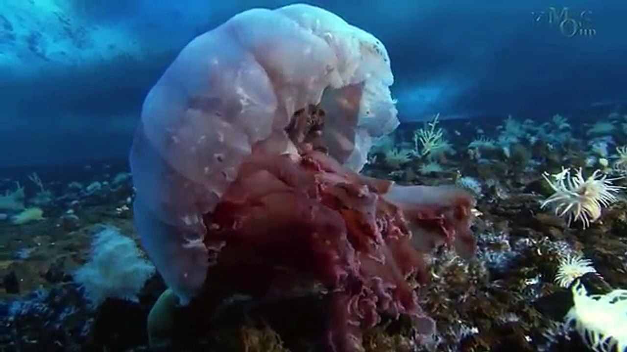 Cute Adelie Penguins on the Antarctic Sea Ice [Animals in HD]