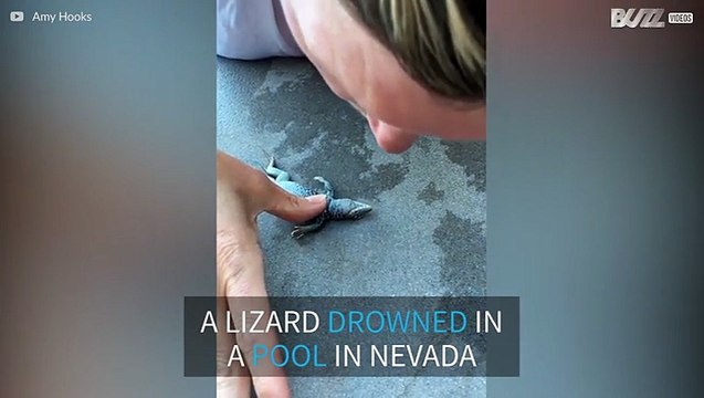 Watch: Nevada woman uses CPR to resuscitate drowned lizard