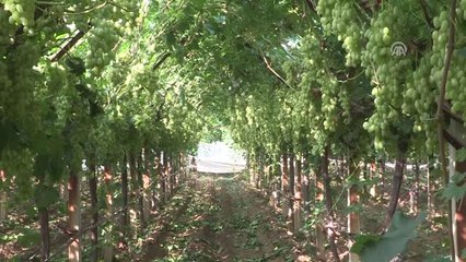 Manisa'da "Mevlana" Cinsi Üzümün Hasadı Başladı