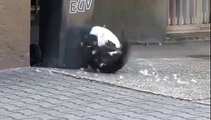 Russian Cats Fight
