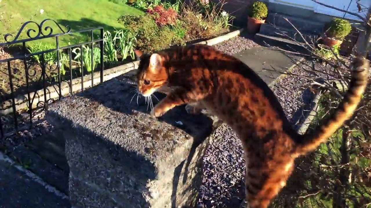 Tous les jours ce chat guette l'arrivée de son maitre
